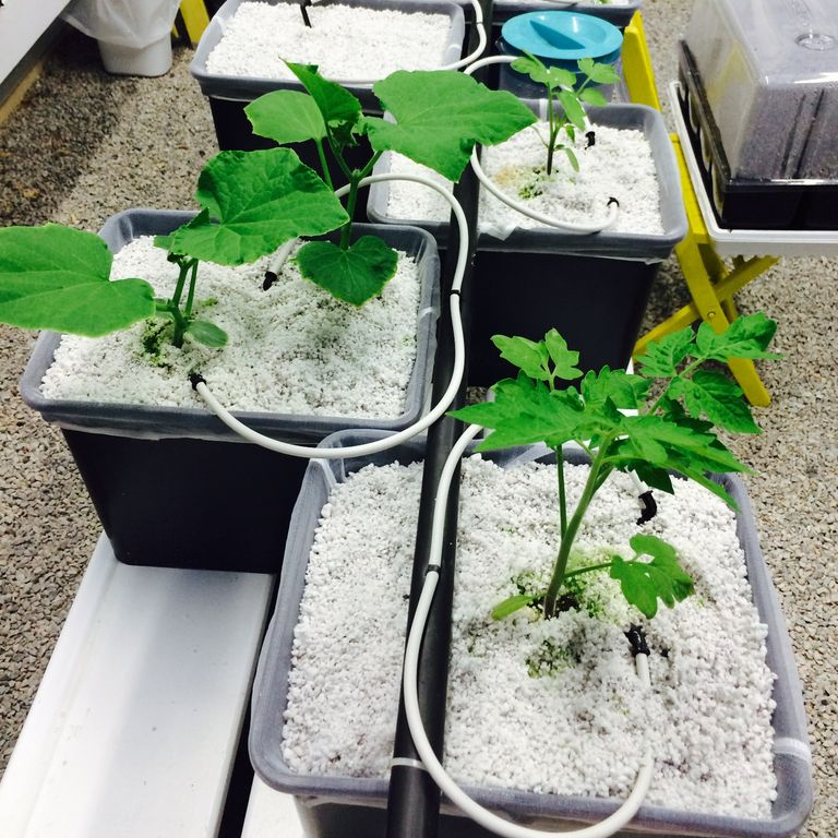 High Quality Hydroponics Dutch Bucket or Bato Bucket System for Tomato