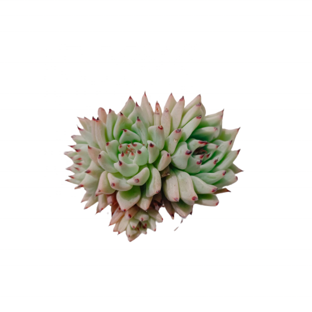 Стеклянный террариум Echeveria Zaragosa 074, комнатный поднос для растений, суккуленты, живые натуральные суккуленты