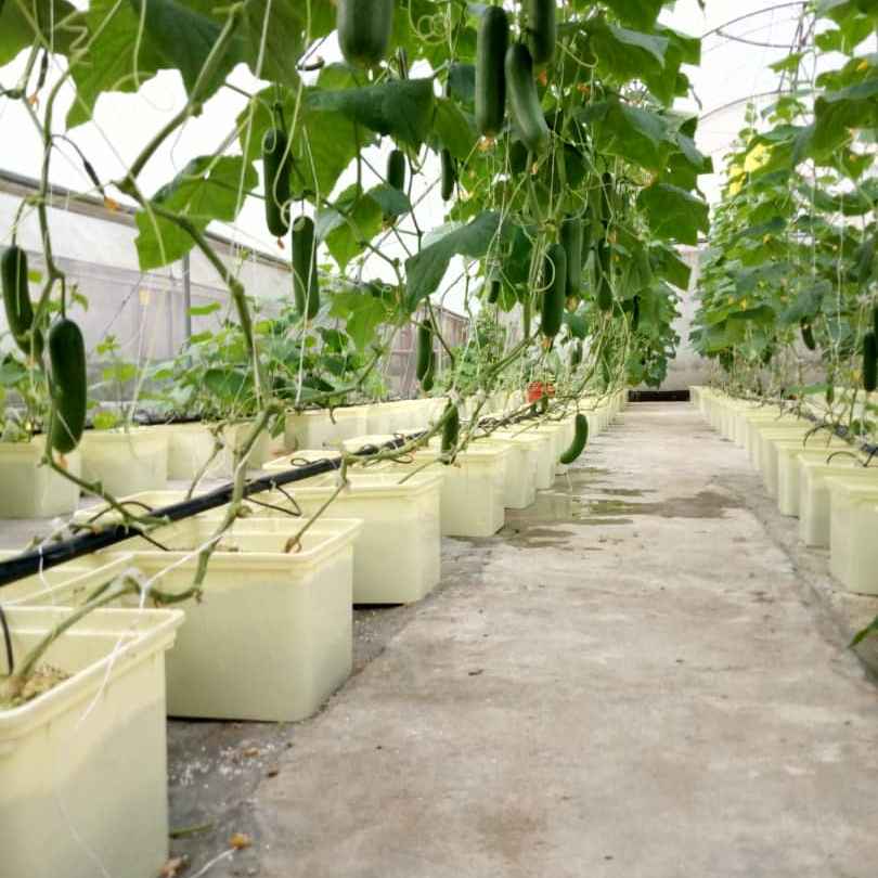 Food-Grade Material Round Dutch Bucket Growing Hydroponic System for Tomatoes and Other Vegetables