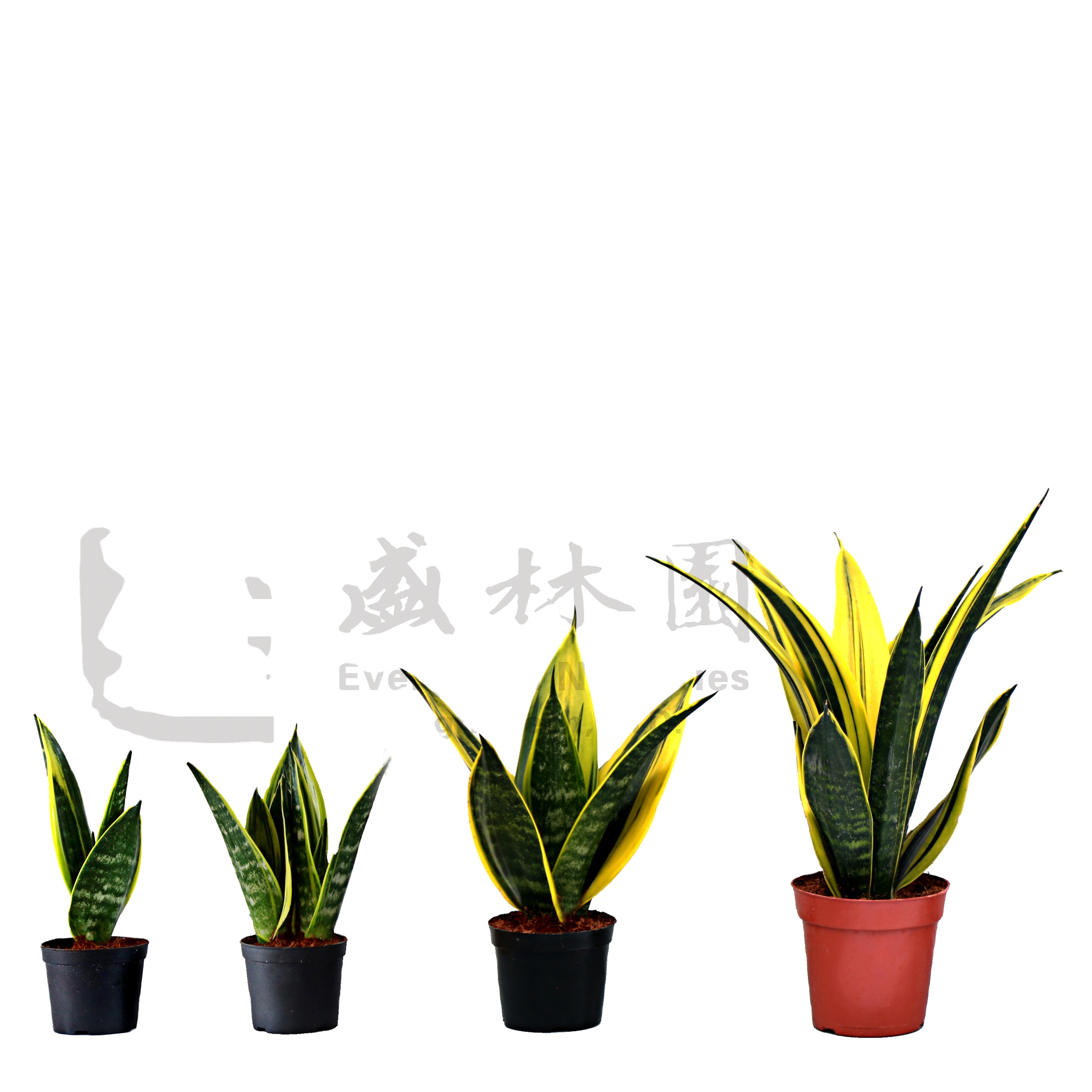 Горшок Sansevieria с золотым пламенем, 15 см, 1pp