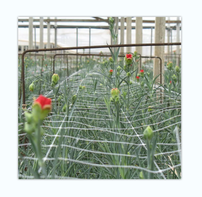 PP Plastic Plant Fastening Trellis Netting