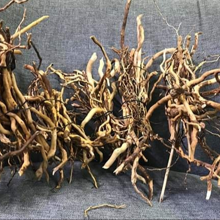 Аквариум и бонсай, мангровая древесина driftwood root tweety wood