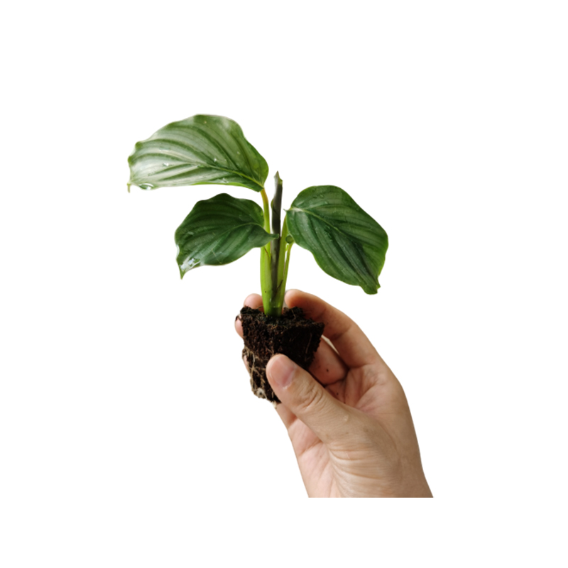 Новинка, оптовая продажа, высокое качество, настоящие растения, Calathea, комнатный горшок для бонсай, Orbifolia in Calathea