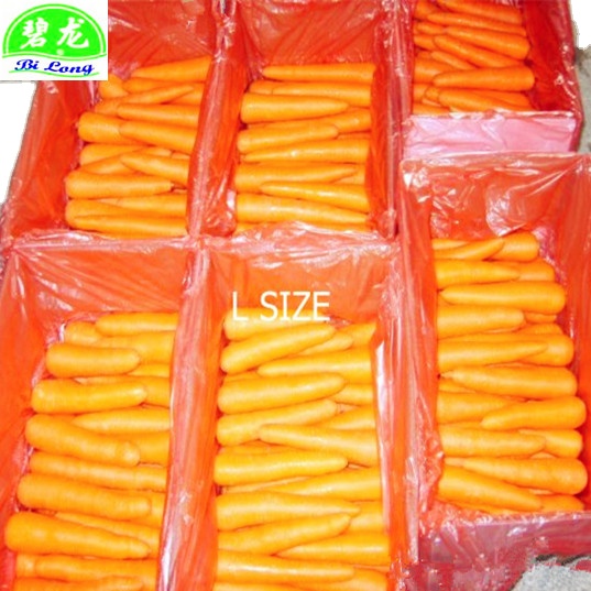 2024 china fresh product manufacture with GAP new crop high quality for exporting fresh carrot