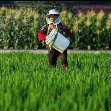 Crop fertilizers Loose superphosphate price of single super phosphate