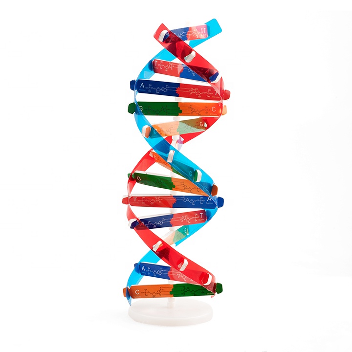 Высококачественные образовательные игрушки DNA научная модель для детей