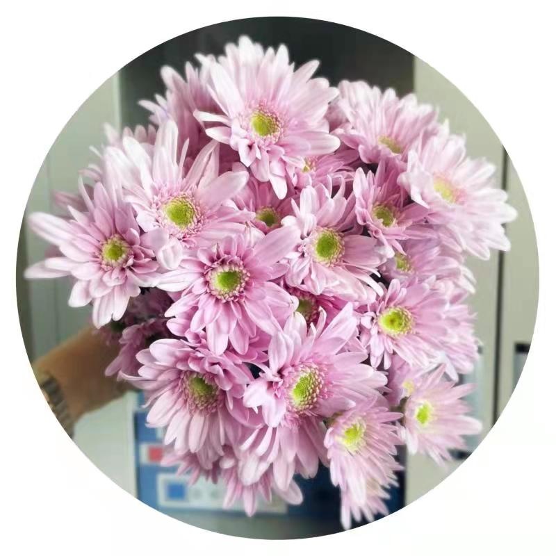 Yuhuiting flower Spryed head pink