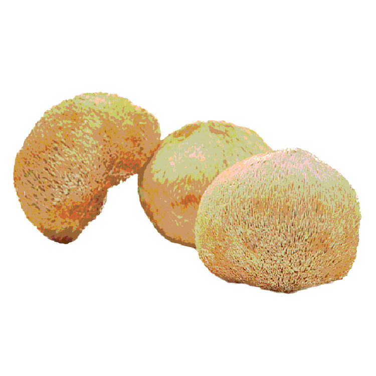 Wholesale Organic Edible Dried Hericium Erinaceus Mushroom Dried Lions Mane Mushroom