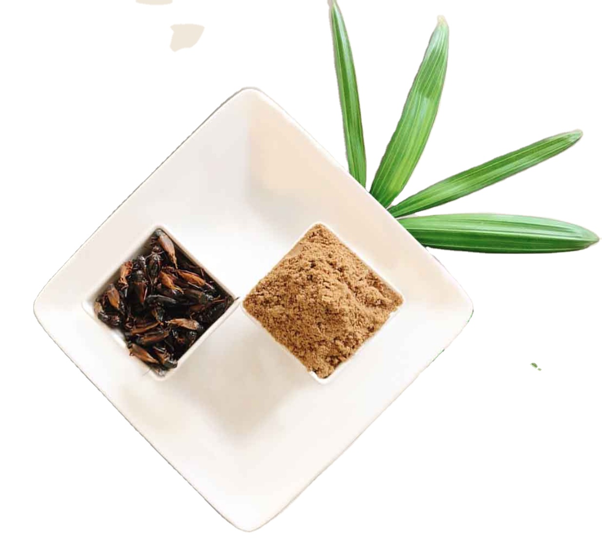Thailand Farm Cricket Powder with High Protein - Premium Quality Cricket Powder Protein Dietary Supplement GMP GAP THFDA HACCP