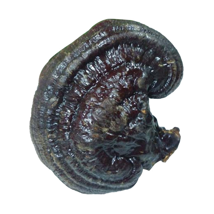 Top Quality Ganoderma Lucidum Extract Reishi Mushroom Extract In Stock