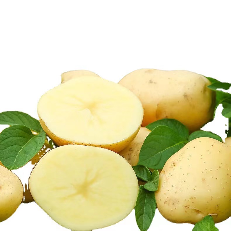 Fresh Vegetable Potato Export Wholesale Potato