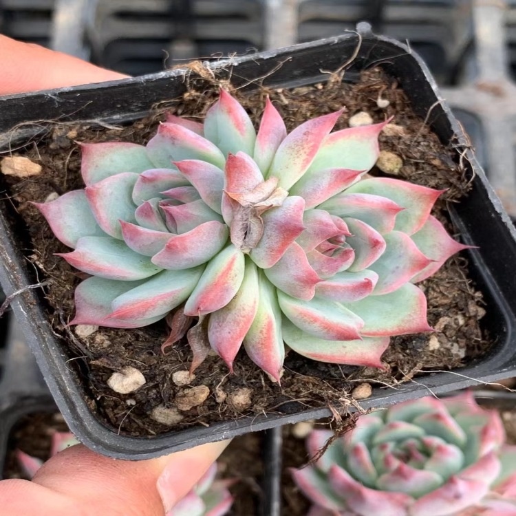 JH052-1 Echeveria Chihuahuaensis 7CM Red Moran Succulents Woody Plants indoor plant ornamental plants Flower bonsai