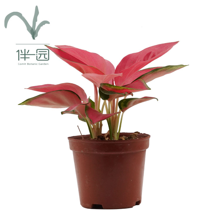 Оптовая поставка бонсай Aglaonema, комнатные высококачественные натуральные декоративные растения бонсай.