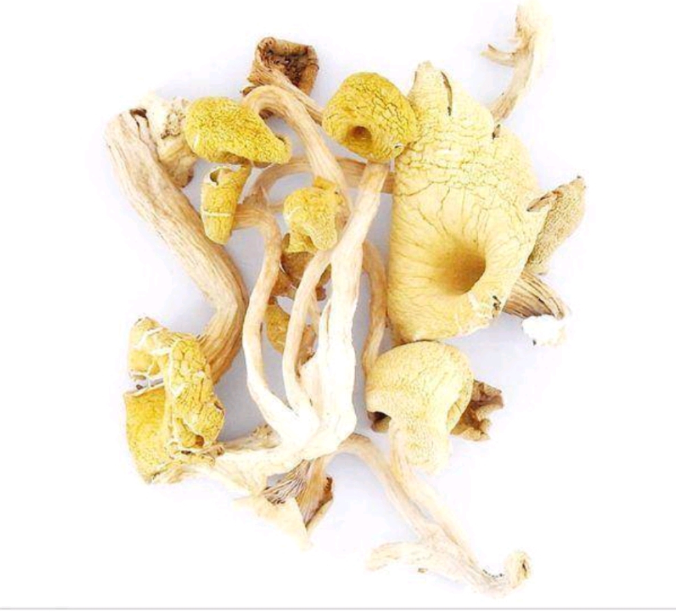 Import and export dried yellow mushroom  manufacturer sales