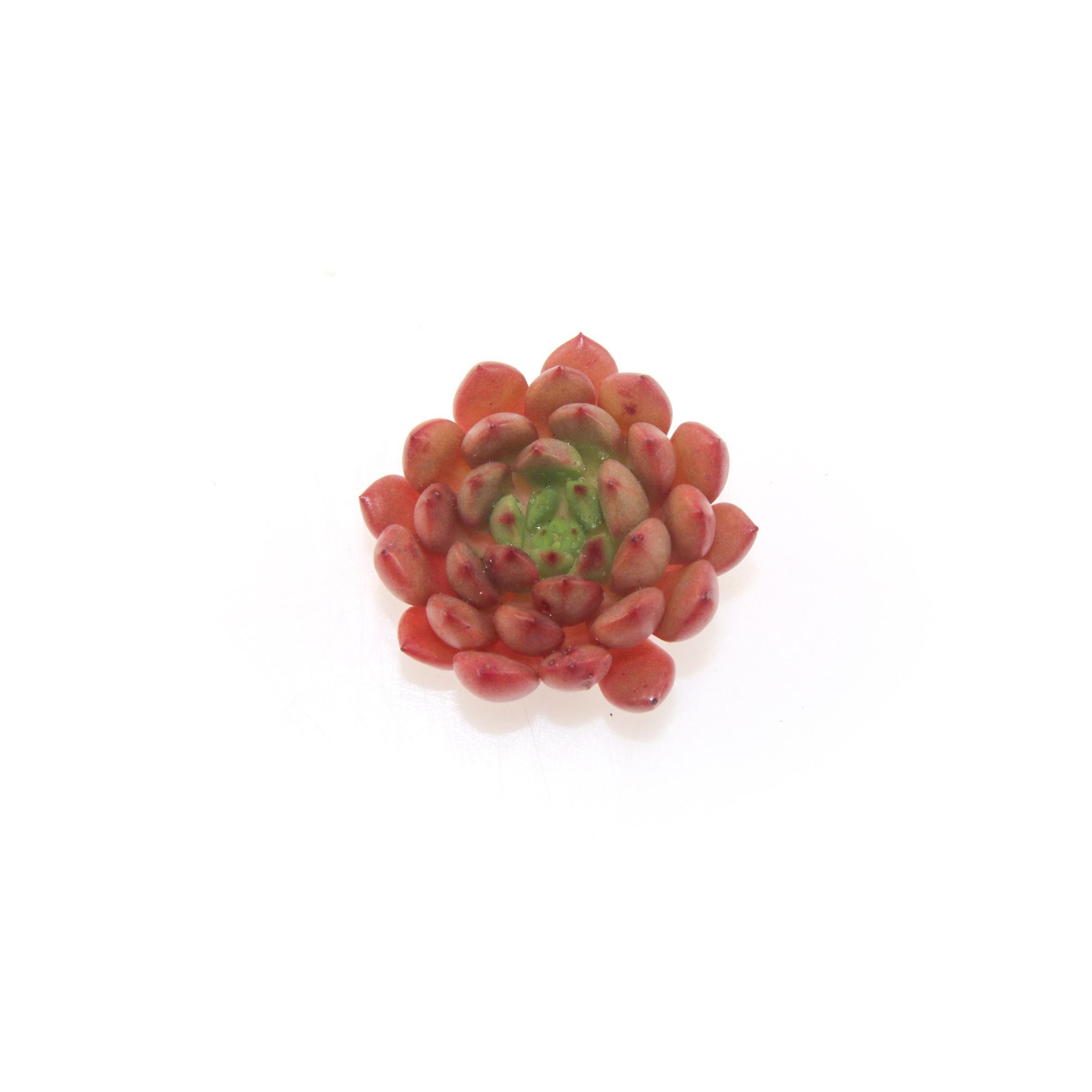 Лучшие популярные красные красивые мини-суккуленты Echeveria розовые Рубины для уличных украшений
