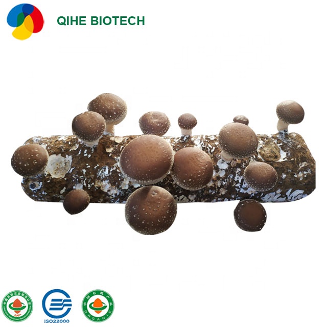 Семена грибов Shiitake в комнате для выращивания, поставщик свежих грибов, экспортная заводская цена