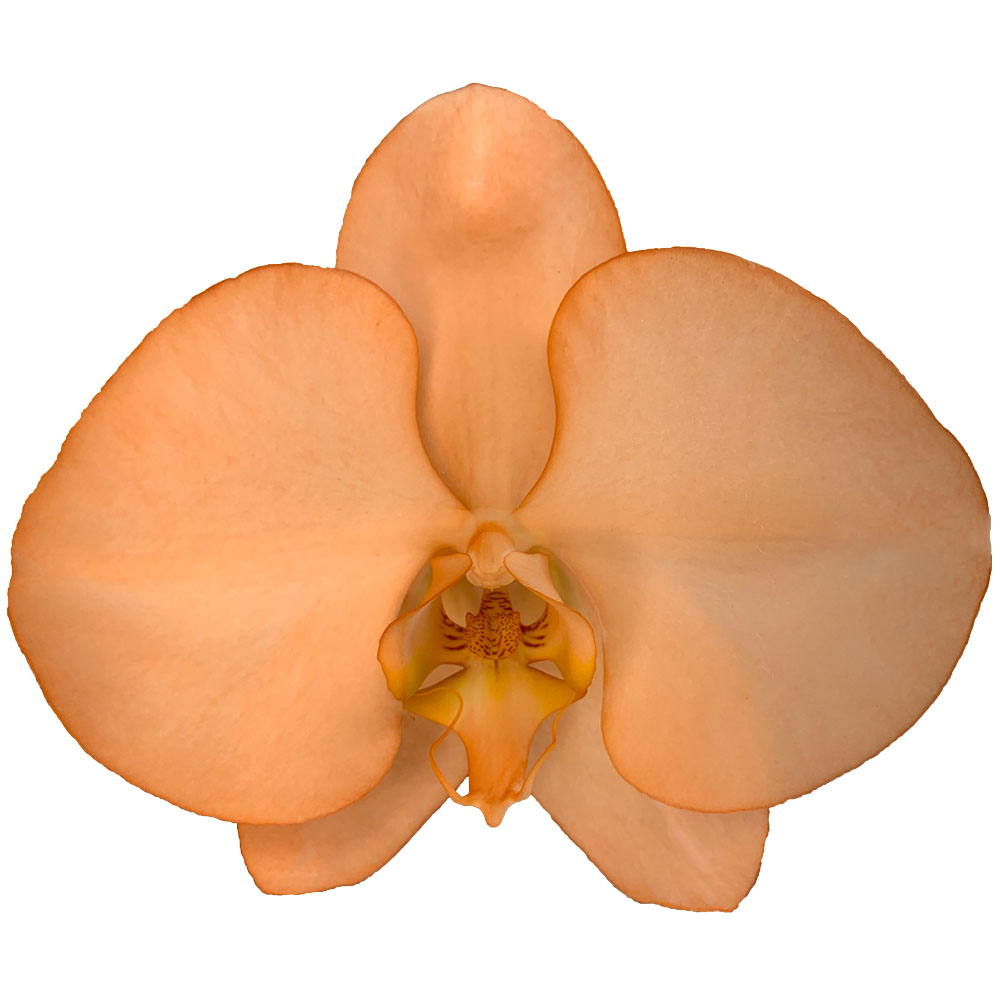 A Lot Of Hot Selling Phalaenopsis Decorative Flower Taiwan Orchids Fresh Cut Flowers