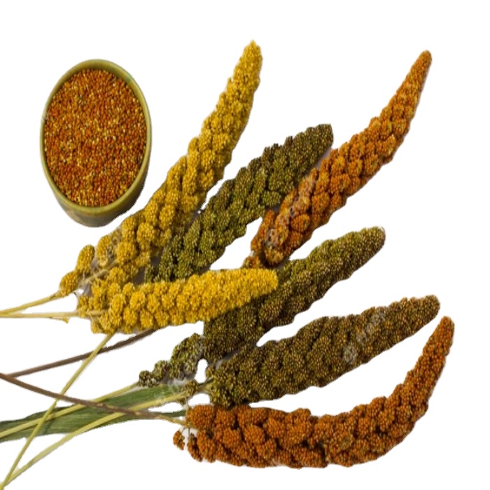 Good price High quality good price Professional manufacturer supply YELLOW /RED MILLET From Benin West Africa