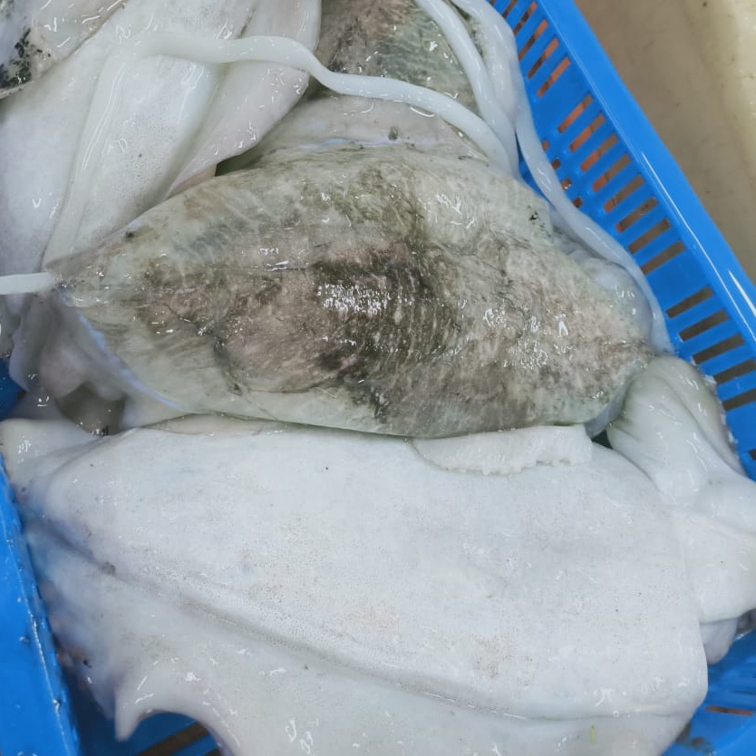 FROZEN CUTTLEFISH WHOLE