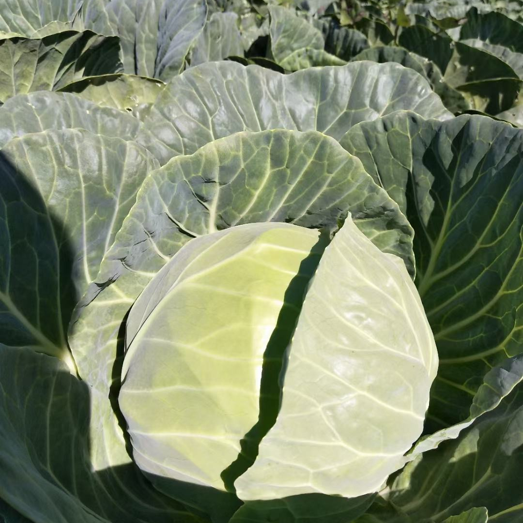 Factory Supplier Wholesale Newest Crop White Green Cabbage