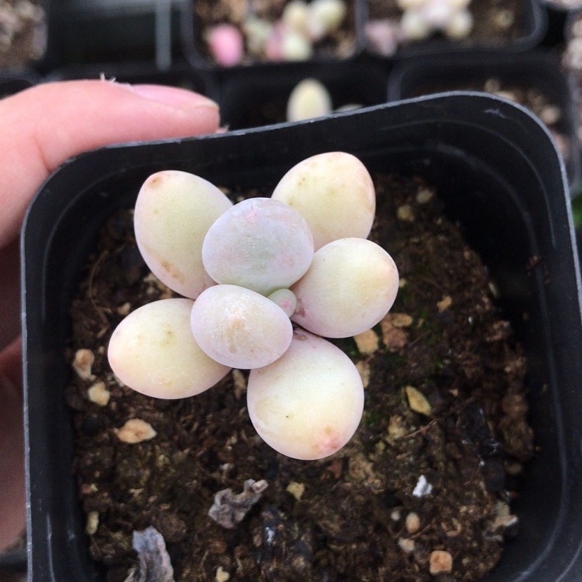 Мини-Echeveria, лунный камень, живые суккуленты, 0,78 дюйма, для помещений, Декор для дома, распродажа
