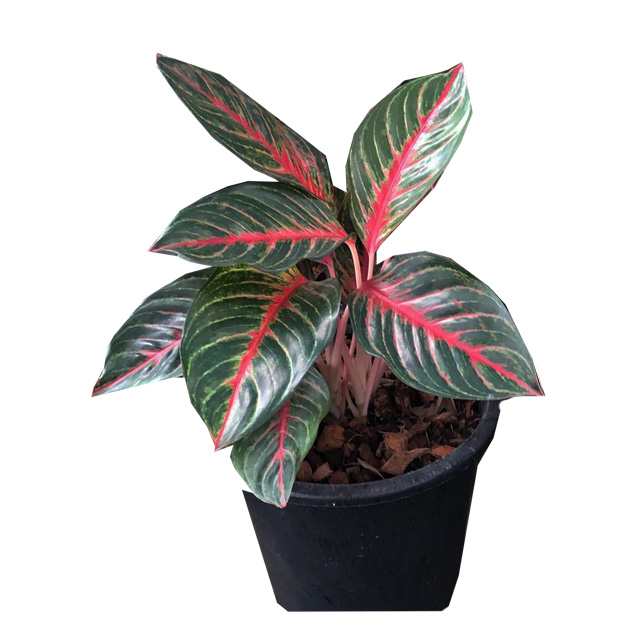 Оптовая продажа, горшочные растения Aglaonema из Таиланда, Лучшая цена, попробуйте нас!