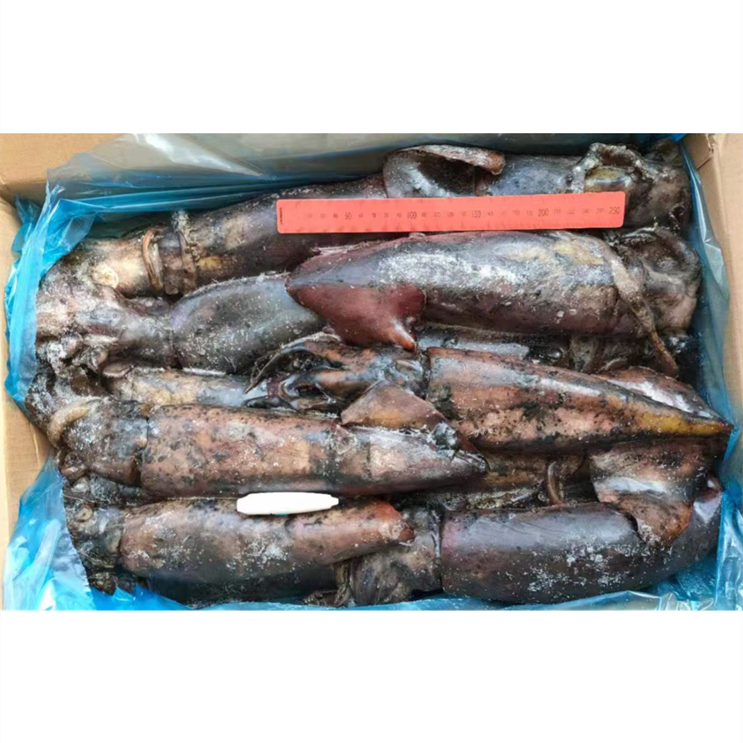 Замороженный черный кальмар хорошего качества по лучшей цене