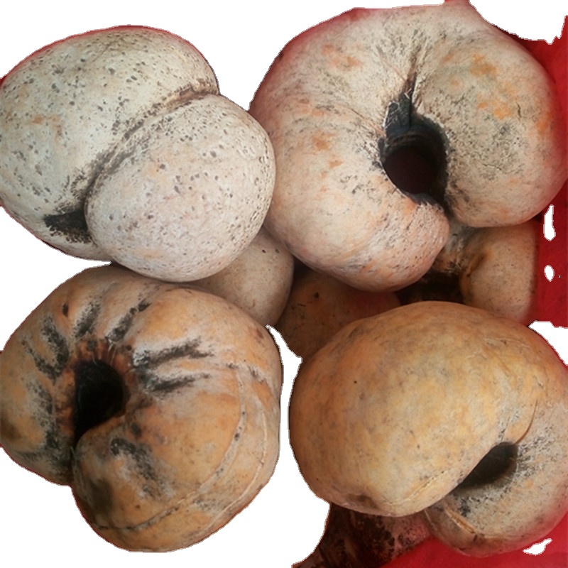 Натуральный и сушат целой части engleromyces goetzi p. Хенн