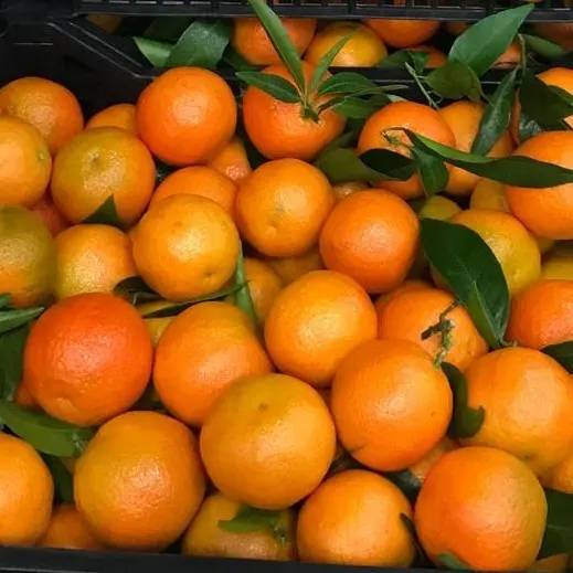 Wholesale Fresh VALENCIA Orange/ NAVAL ORANGES /   Sweet Orange ready for Export