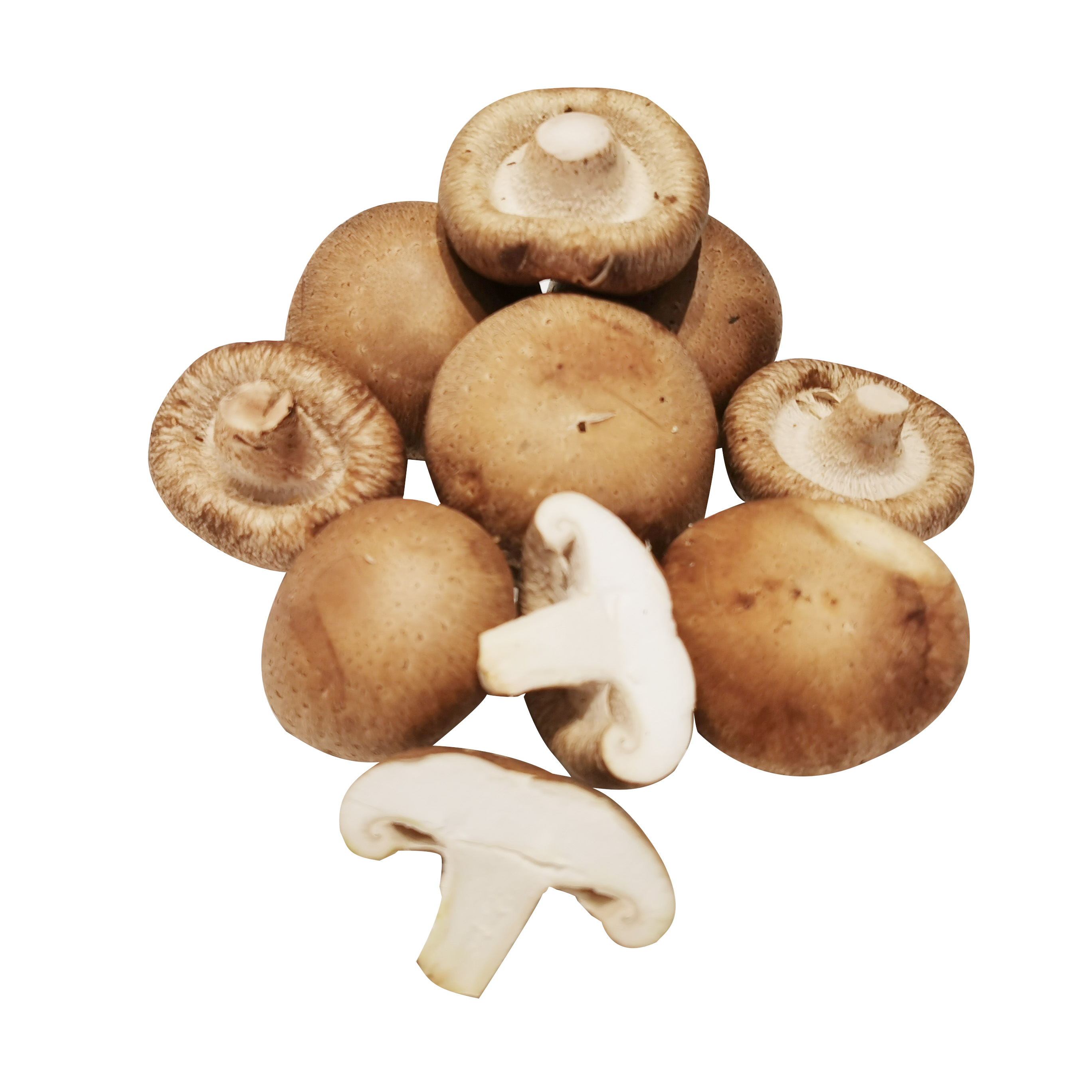 Оптовая продажа, можно экспортировать грибы Shiitake в китайском стиле.