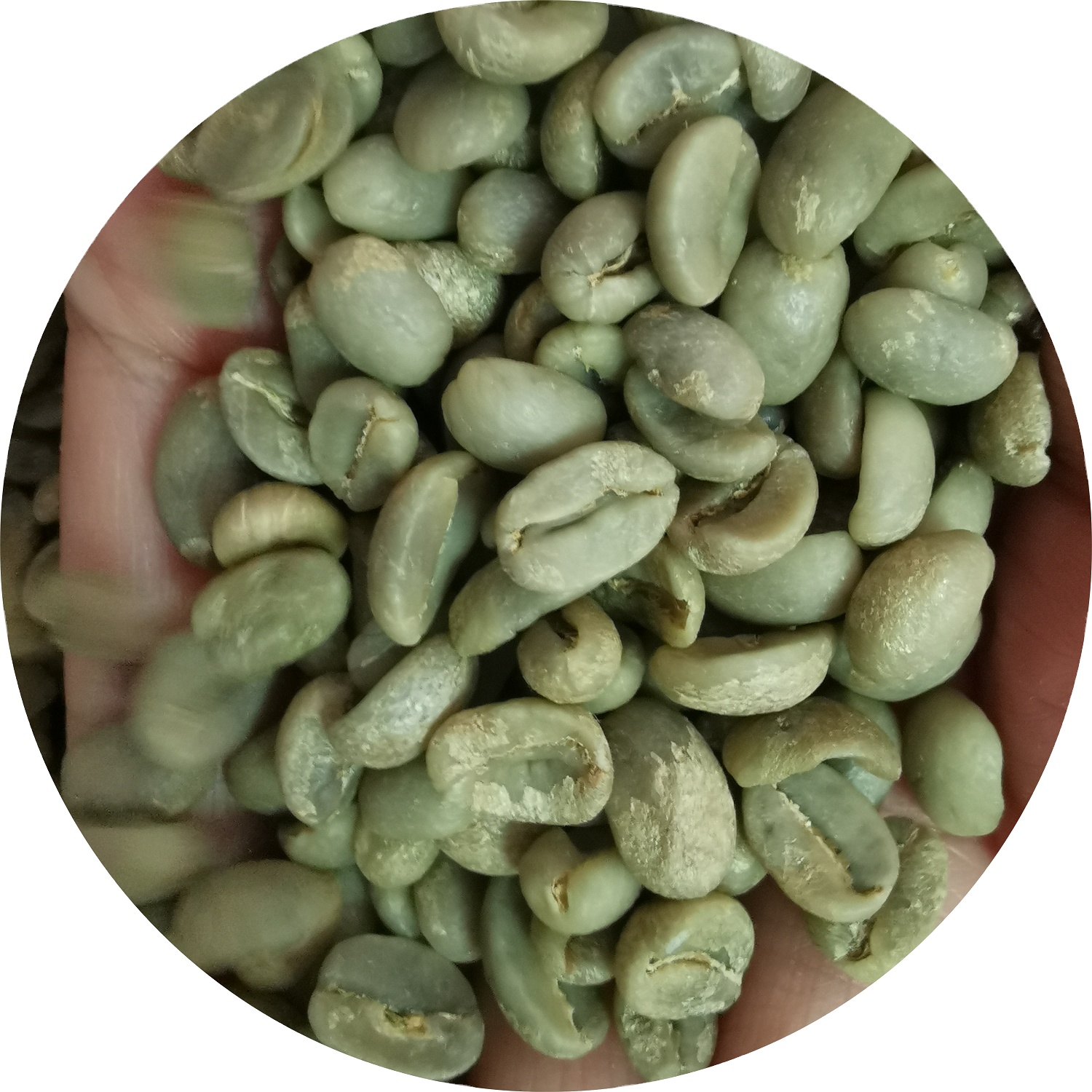 Wholesale Low Price Raw And Roasted Pure Arabica coffee Supply Of Origin coffee beans