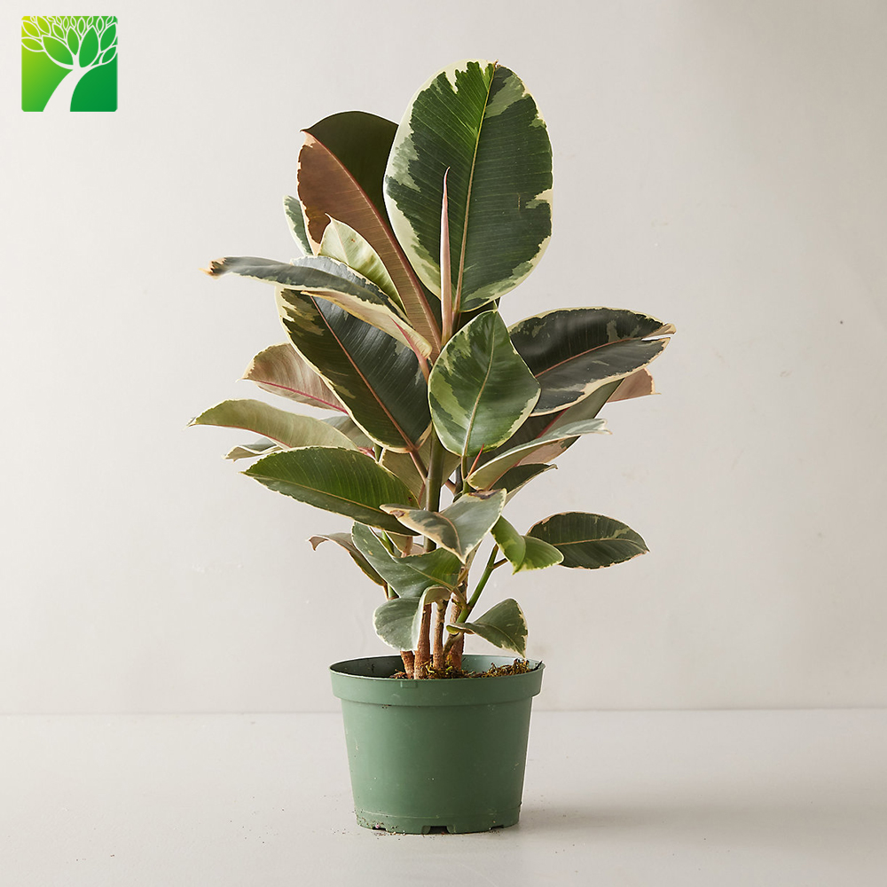 Оптовая продажа, Лидер продаж, гибридное разнообразное растение Tineke Ficus elastica для украшения интерьера