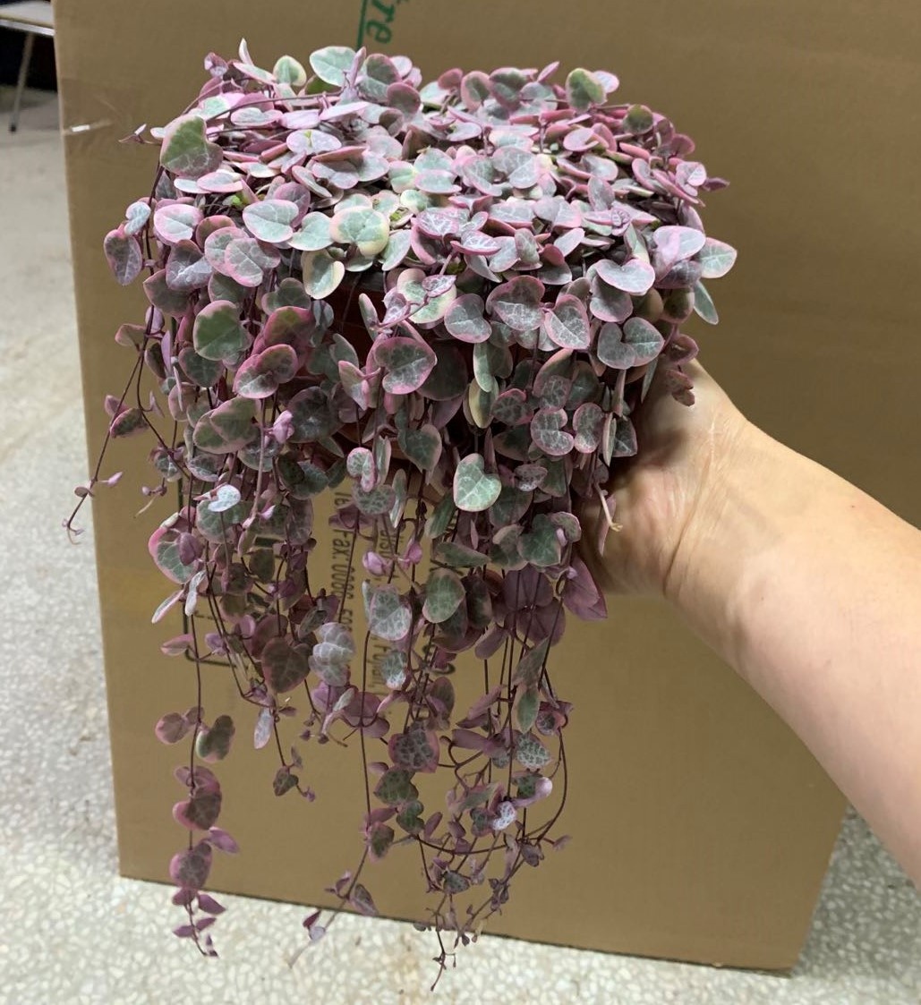 Low price String of hearts Senecio rowleyanus natural ornamental live plants real succulent bonsai Ceropegia collaricorona ssp.