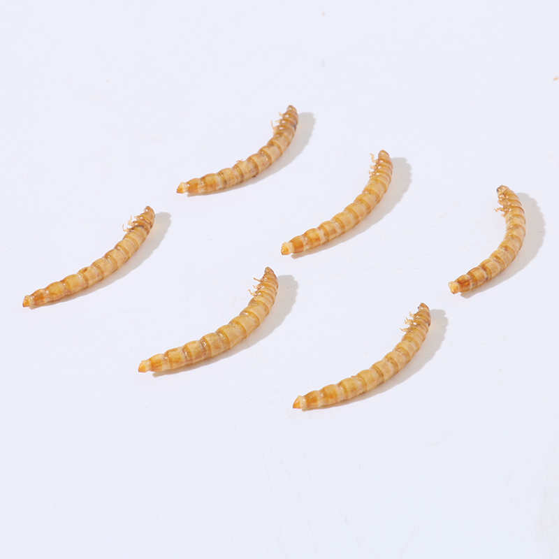 Wholesale dried mealworm pet food bird food feed dried mealworm