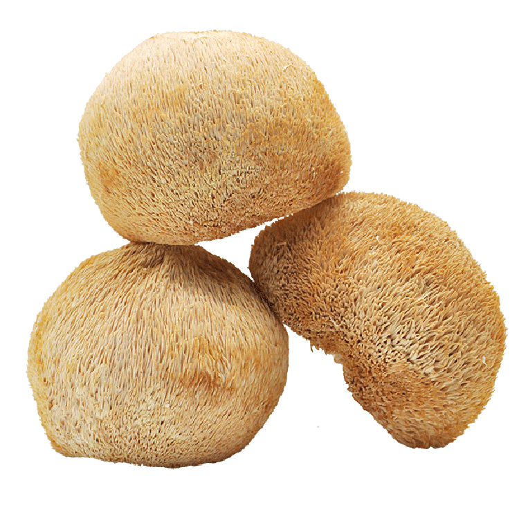 Natural Wild Magic Dried Lion Mane Mushroom Dried Hericium Erinaceus Mushroom