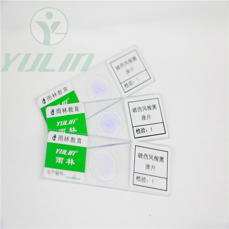 high quality protozoa slice new biological microscopes prepared slides for wholesale