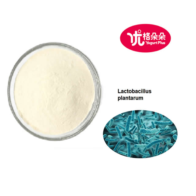 1KG Package 100 billion CFU per gram freeze-dried Lactobacillus plantarum probiotics powder for health benefits