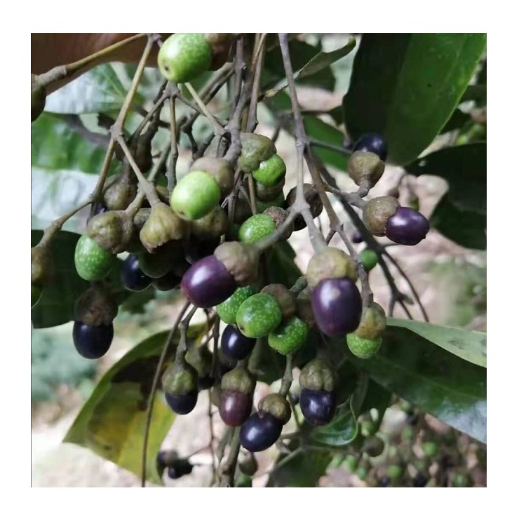 Ароматное масло растительного экстракта Cinnamomum cassia коры/кортекс cinnamomi семена для посадки