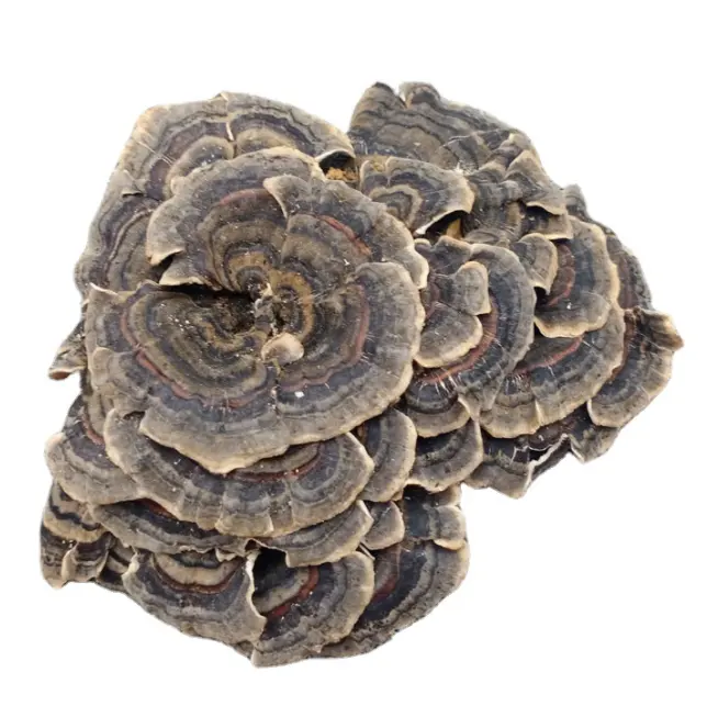 Raw wholesale organic wild dried turkey tail mushroom could make turkey tail mushroom powder