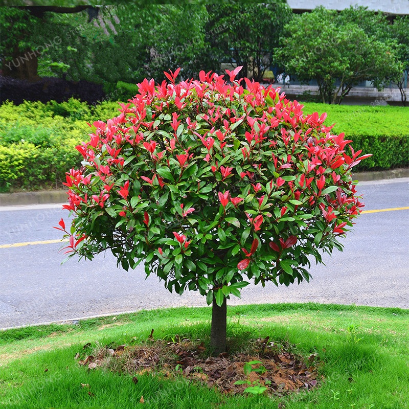 Hot sale photinia, Red heather landscape tree, Red leaf Photinia landscape tree