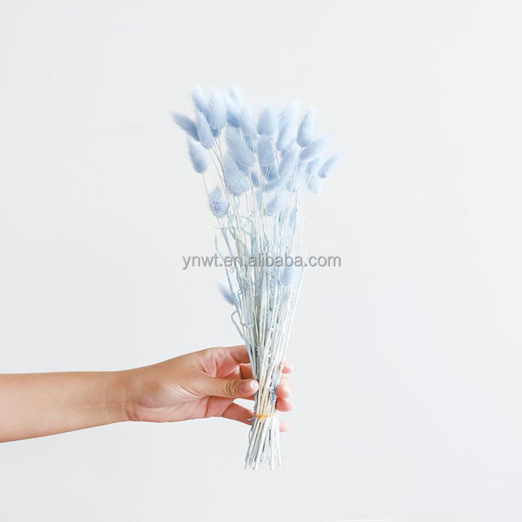 Eternal Natural Dried Plants Floral Rabbit Grass Lagurus Ovatus Bunny Flower Rabbit Tail Grass