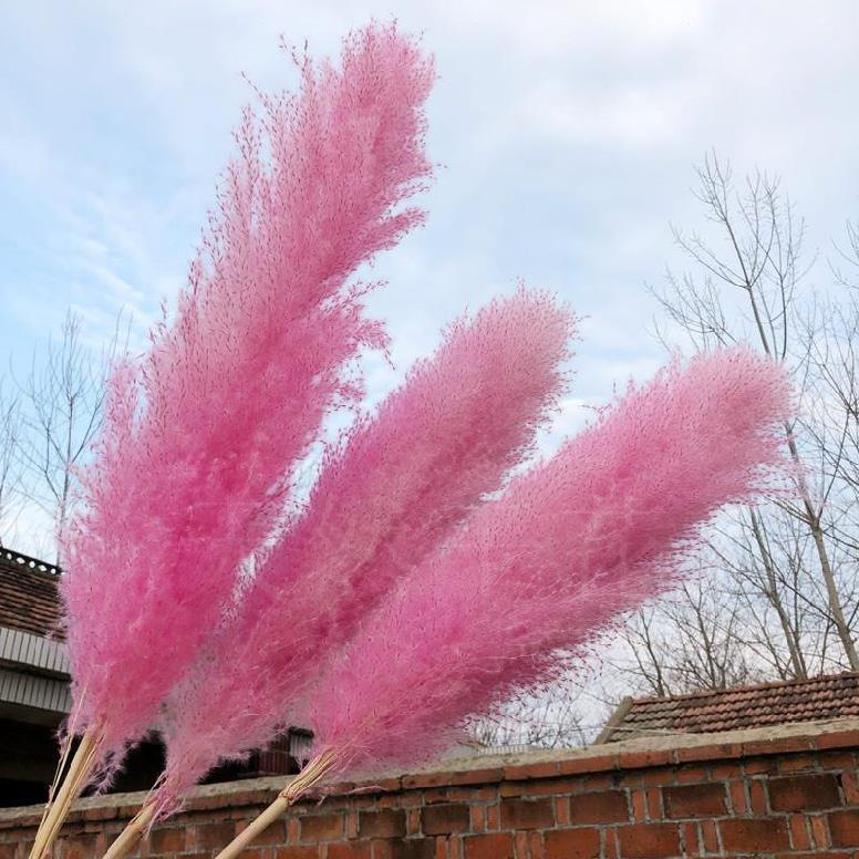 Wholesale Wholesale Natural Dried Pampas Grass Preserved Flower Large Decorativefor Wedding
