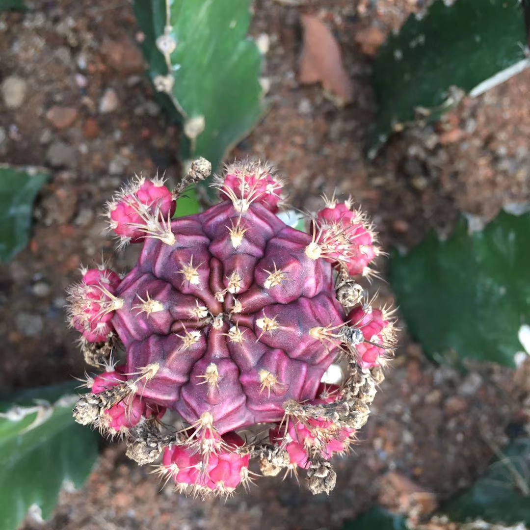 Gymnocalyium Wholesale colorful grafted live cactus indoor outdoor succulent nursery cactus