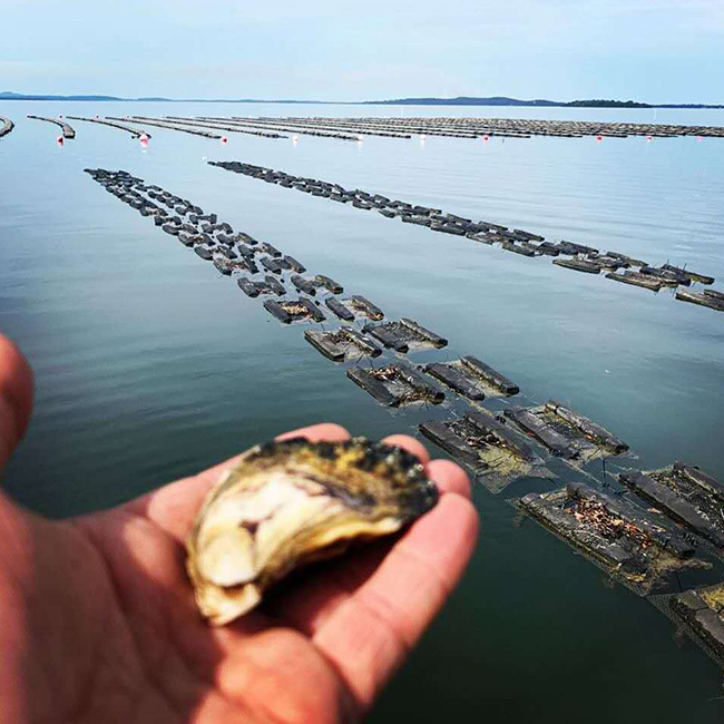 Пена Плавающей Oyster сумка