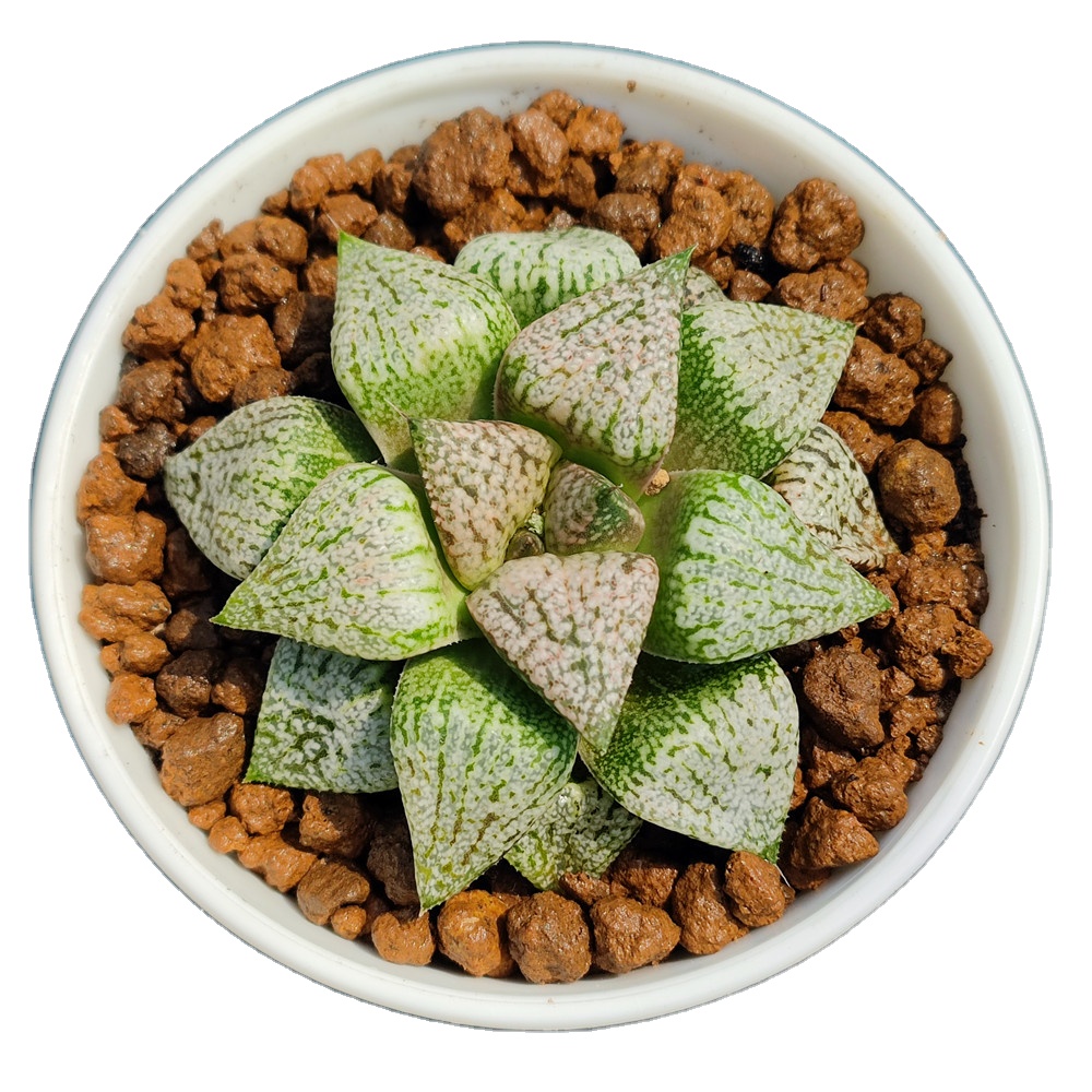 H140 Haworthia Picta 'Fair Lady' Rare Succulent Live plant 3.5'pot Natural Succulents indoor plant Bonsai