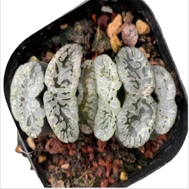 Природные Редкие hotsellings мини сочные Haworthia truncata Genbu