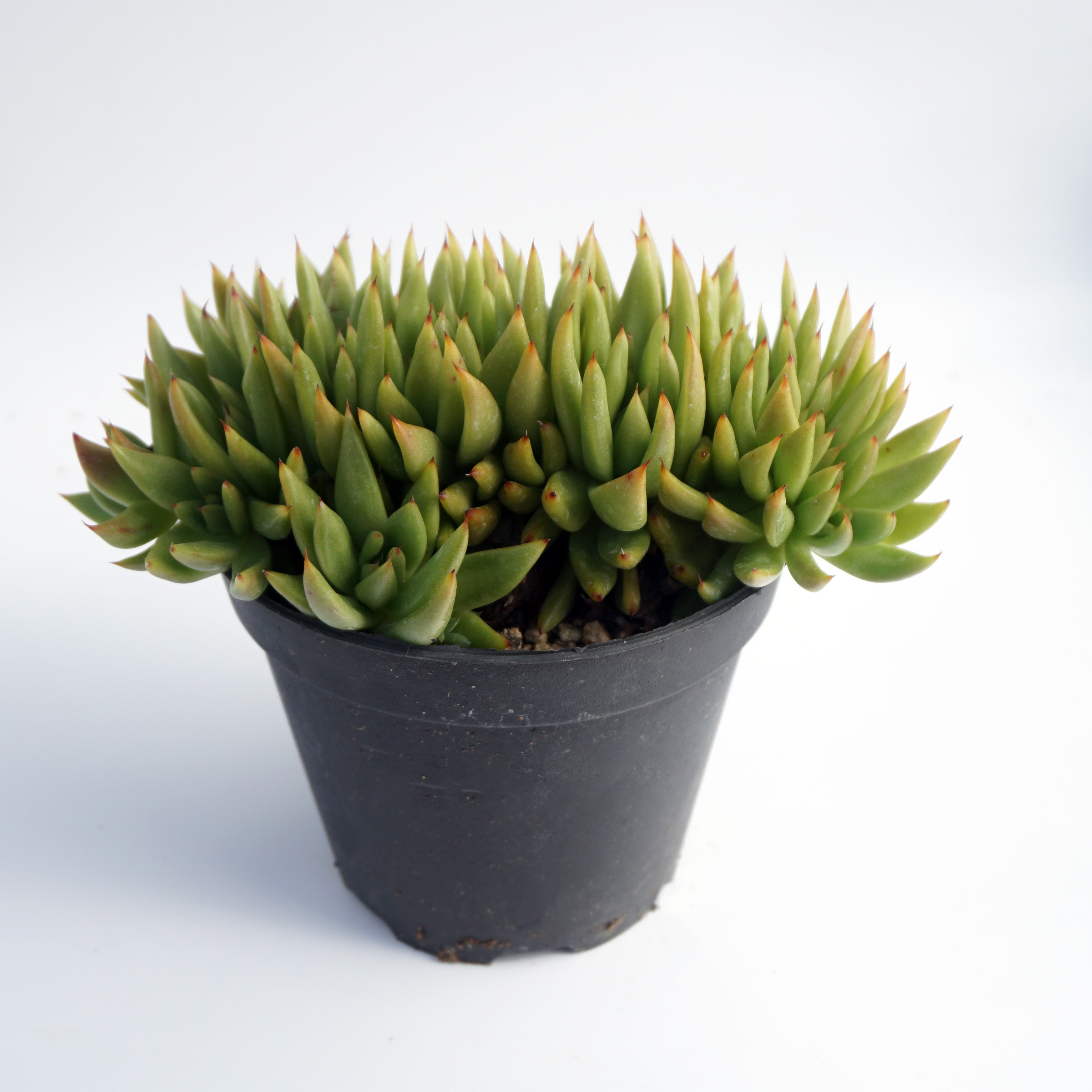 ornamental succulents wholesale live plants natural variegated rare succulent plants