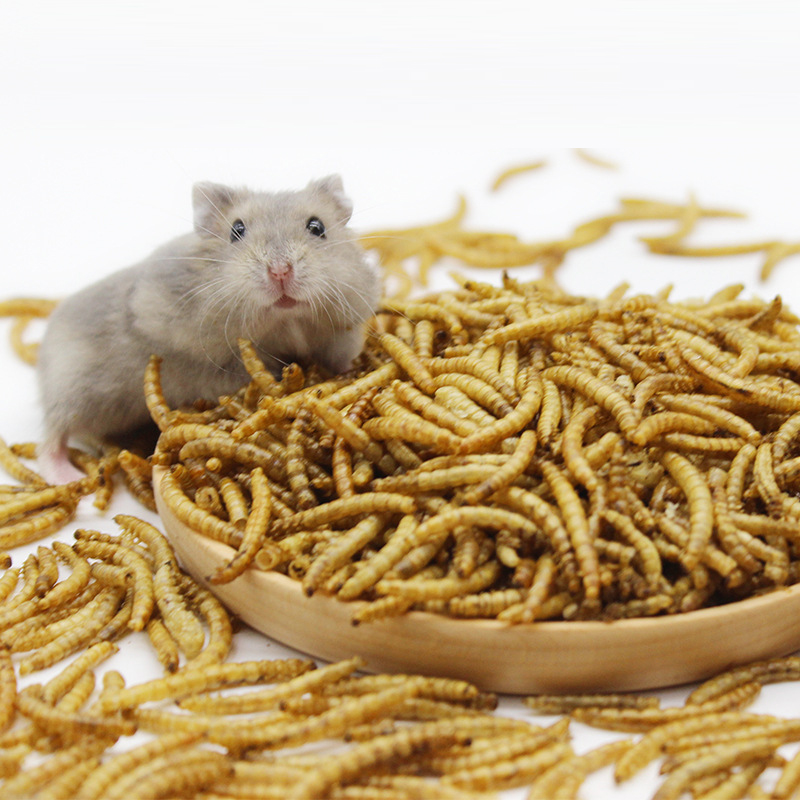 Хлебный червь сухой mealworm хомяк еда для домашних животных закуски черепаха еда декоративный корм для рыб