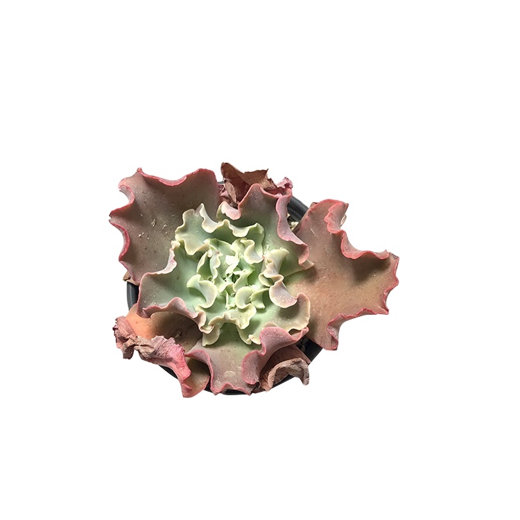 Настоящие растения, echeveria, Индонезия, echeveria, суккуленты, свадебные сувениры