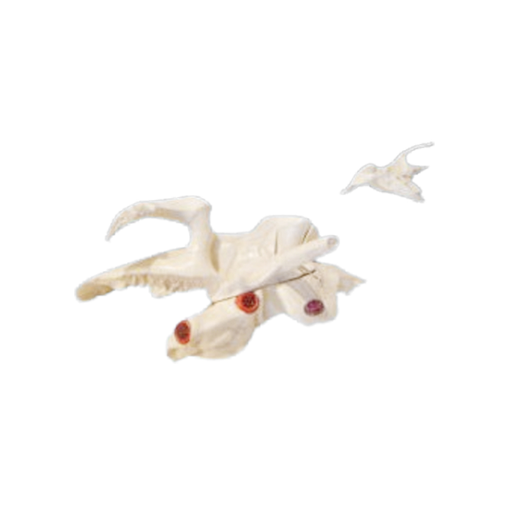 Temporal bone ZM1016 Natural size